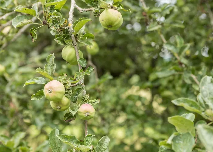 Apartamento Haus Afaldra